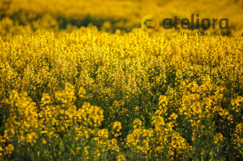 Rapeseed field