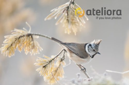 La mésange huppée (Lophophanes cristatus, anciennement Parus cristatus) est une espèce de passereaux de la famille des Paridés.